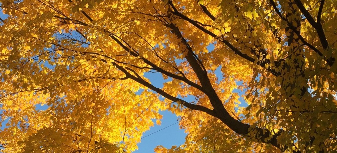 hardwood forest