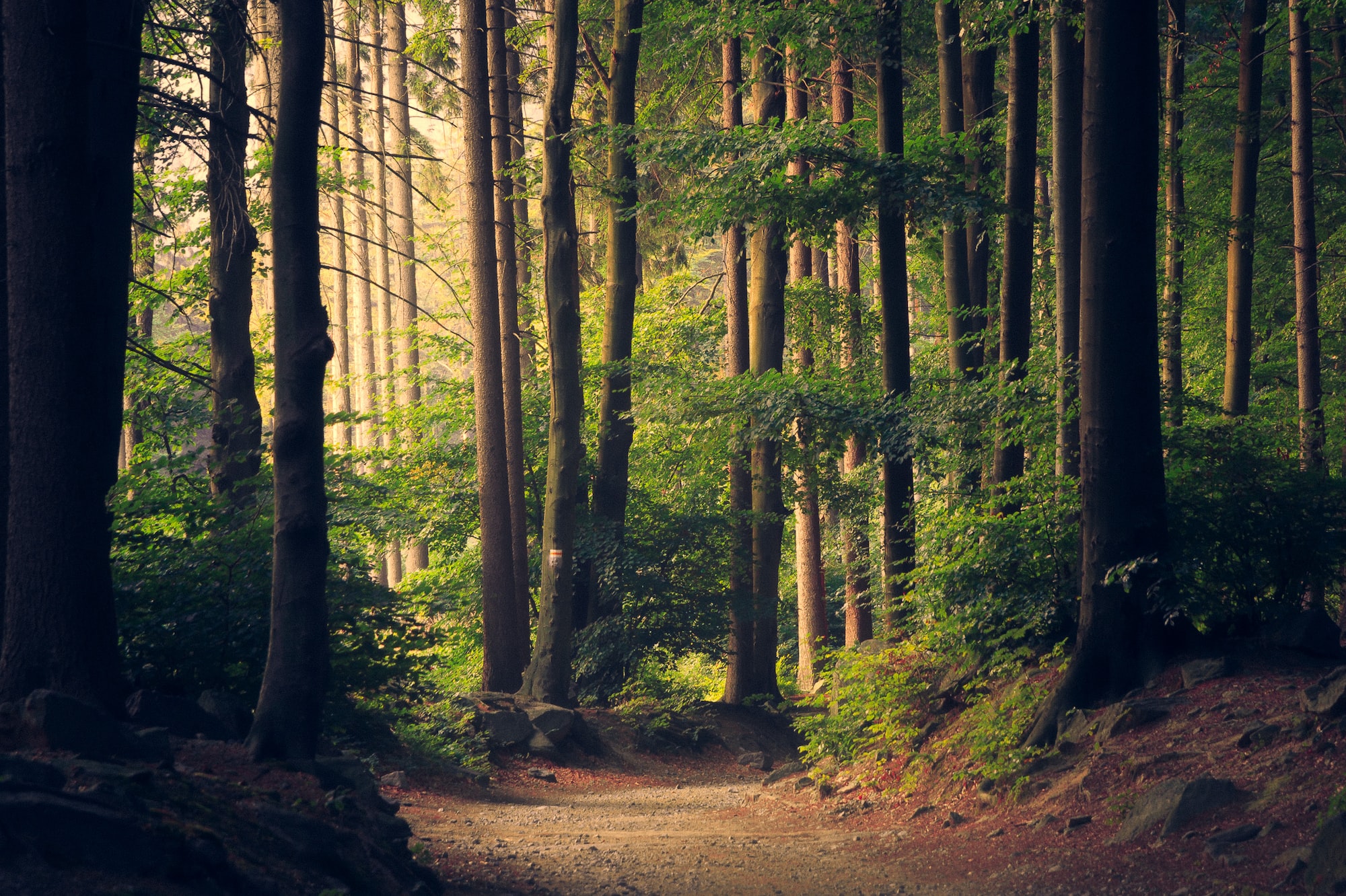 hardwood forest